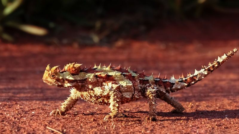 Ein Dornteufel (australische Echsenart) läuft durch die rote Wüstenlandschaft des australischen Outbacks