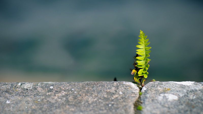 Eine kleine grüne Pflanze wächst aus einer Steinritze hervor