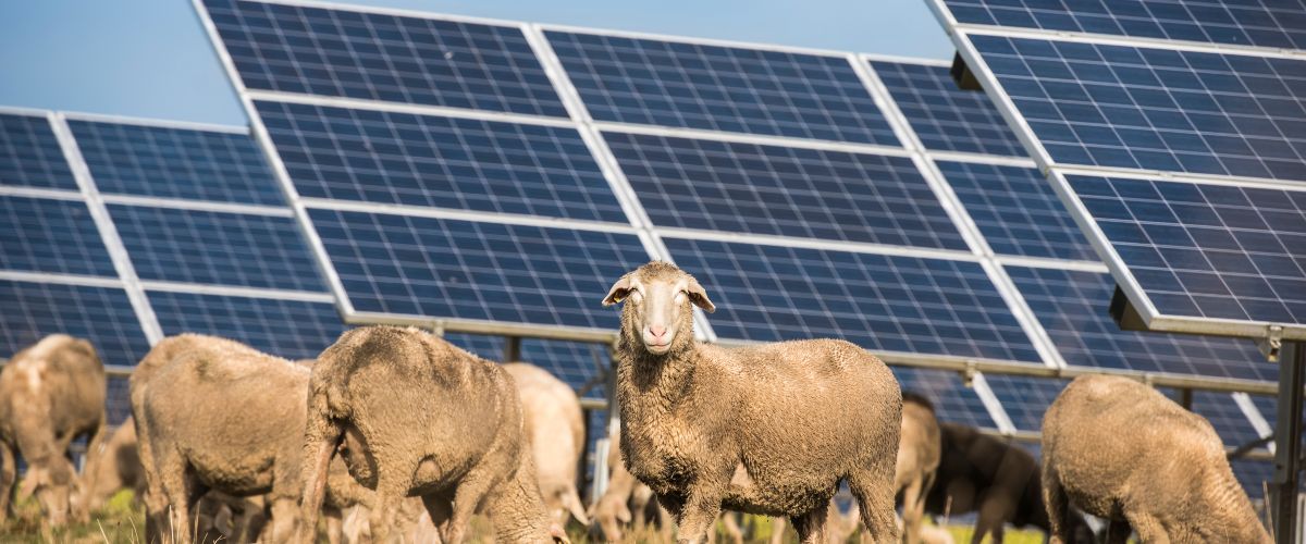 Mit allen bis Ende 2025 installierten Photovoltaikanlagen erzielt Deutschland eine kumulierte Gesamtleistung von circa 117 Gigawatt. Etwa 17 Gigawatt davon entfallen auf den Zubau innerhalb des vergangenen Jahres.