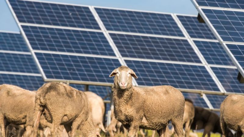 Symbolfoto: Grasende Schafsherde vor Photovoltaikmodulen.