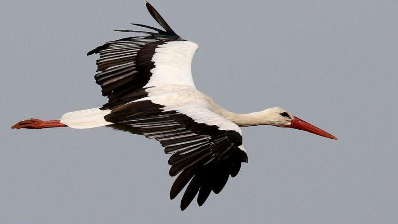 Storch im Flug