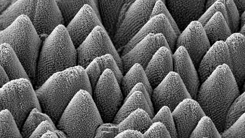 Die Aufnahme zeigt eine mittels Laser strukturierte Elektrode im Mapßstab von 10 Nanometern. Nahaufnahme mit Elementen in Kegelform