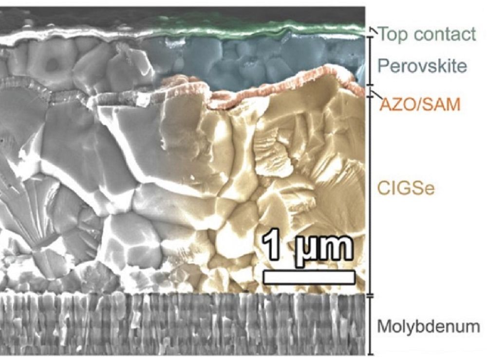 The cell structure can be seen in the micrometer range, the individual layers are clearly visible.