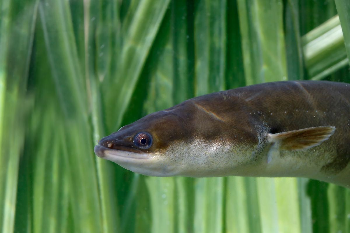The image shows a European eel.