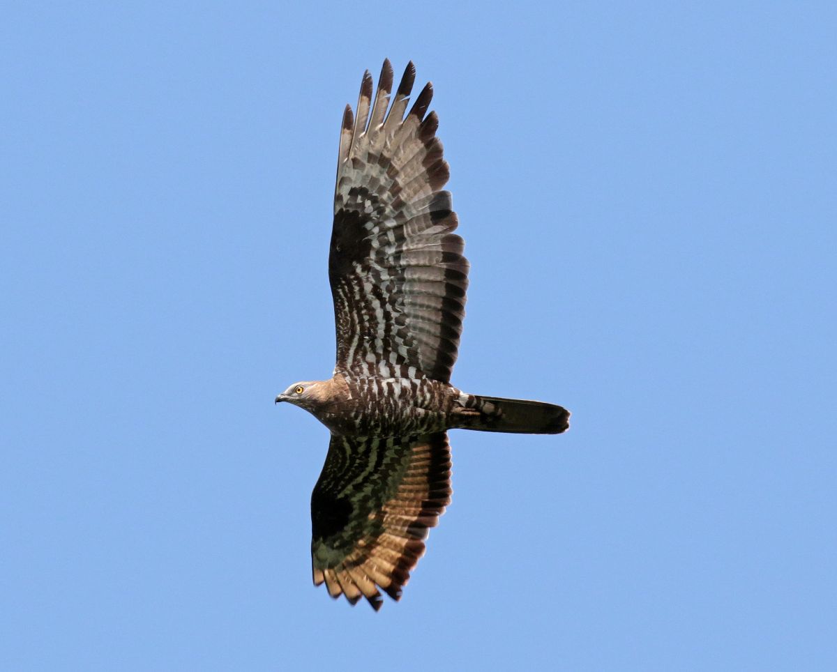 Wespenbussard im Flug